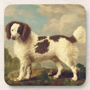 Bruin en Wit Spaniel van Norfolk of van het Water, Bier Onderzetter