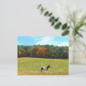 Bruin- en witpaard, herfstbomen, blauwe hemel briefkaart (Staand voorkant)