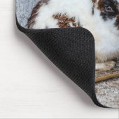 Bruin en witte bondskonijn op het Boerderij Muismat (Hoek)