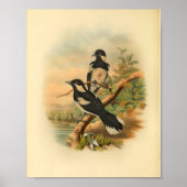 Bruin Flycatcher Black Bird  Print (Voorkant)