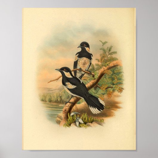 Bruin Flycatcher Black Bird  Print (Voorkant)