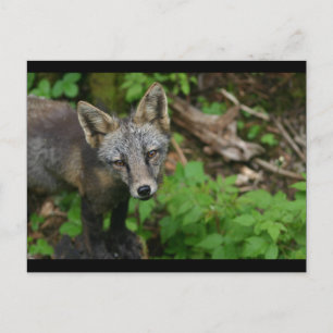 Bruin Fox Briefkaart
