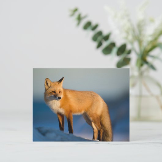 Bruin Fox Briefkaart (Staand voorkant)