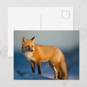 Bruin Fox Briefkaart (Voorkant / Achterkant)