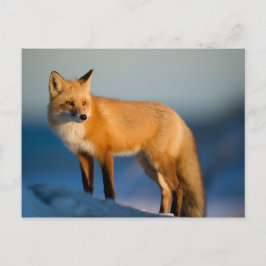 Bruin Fox Briefkaart