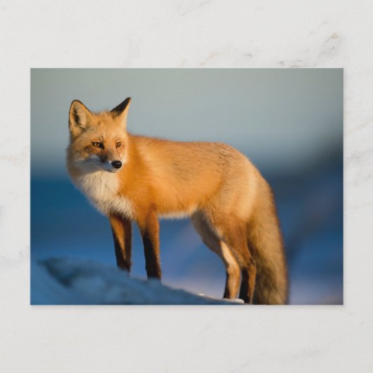 Bruin Fox Briefkaart (Voorkant)