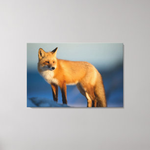 Bruin Fox Canvas Afdruk
