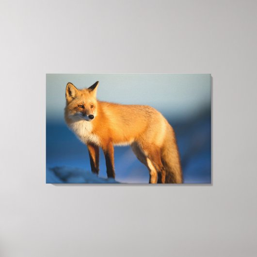 Bruin Fox Canvas Afdruk (Voorkant)