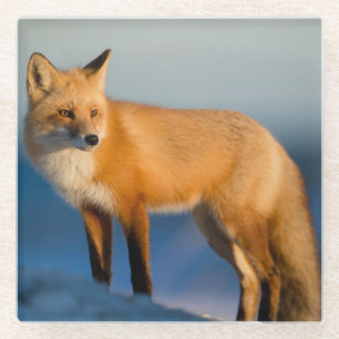 Bruin Fox Glazen Onderzetter