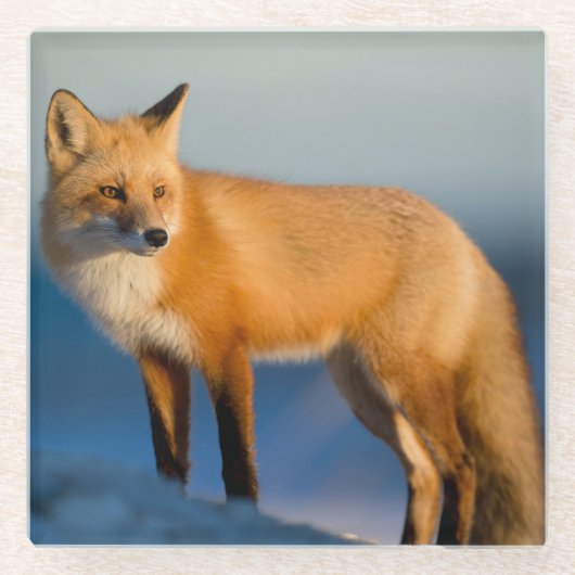 Bruin Fox Glazen Onderzetter (Voorkant)