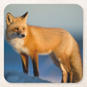 Bruin Fox Kartonnen Onderzetters (Voorkant)