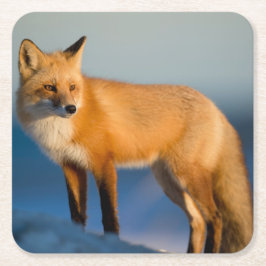 Bruin Fox Kartonnen Onderzetters