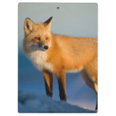 Bruin Fox Klembord (Achterkant)