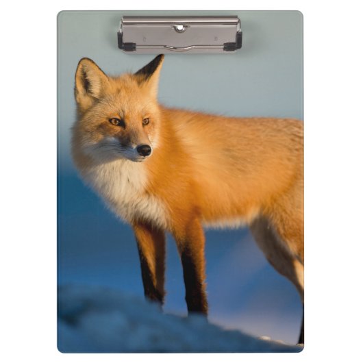 Bruin Fox Klembord (Voorkant)