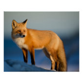 Bruin Fox Perfect Poster (Voorkant)