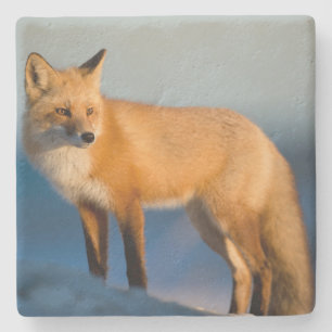Bruin Fox Stenen Onderzetter