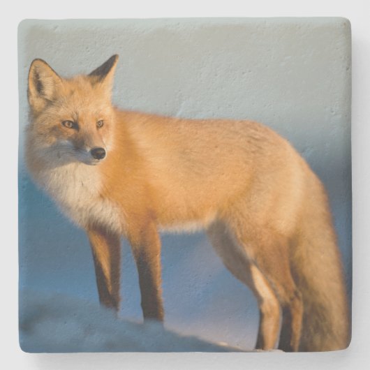 Bruin Fox Stenen Onderzetter (Voorkant)