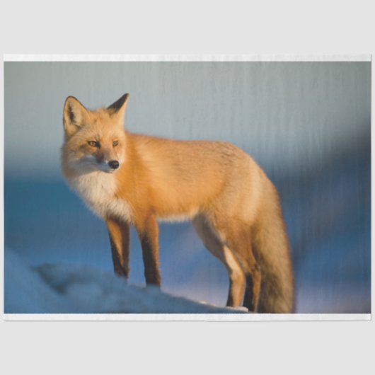 Bruin Fox Tissuepapier (Voorkant)