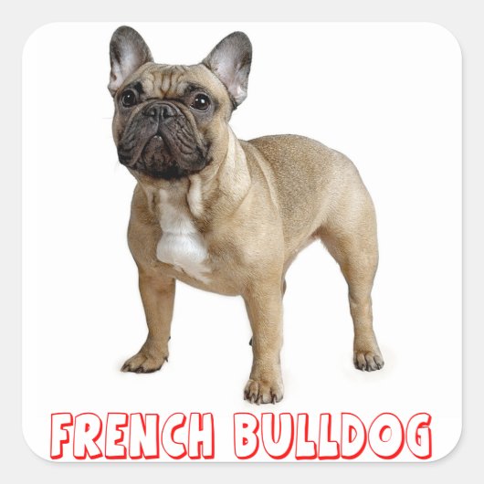 Bruin-Franse Bulldog Puppy Dog Red Vierkante Sticker (Voorkant)