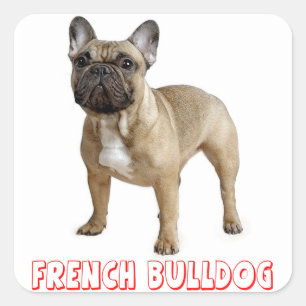 Bruin-Franse Bulldog Puppy Dog Red Vierkante Sticker