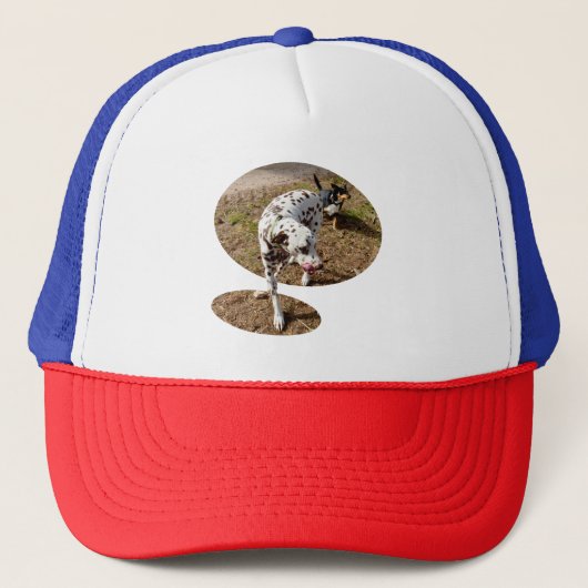Bruin gepotte Dalmatiaan, Trucker Pet (Voorkant)