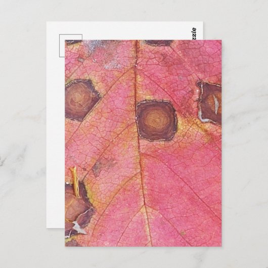 Bruin gestippeld rood Herfst blad Briefkaart (Voorkant / Achterkant)