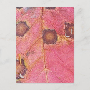 Bruin gestippeld rood Herfst blad Briefkaart