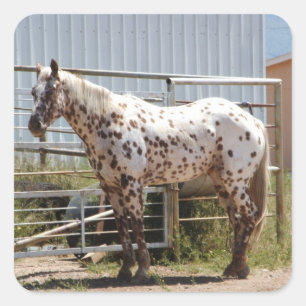 Bruin gevlekt Appaloosa paard Vierkante Sticker