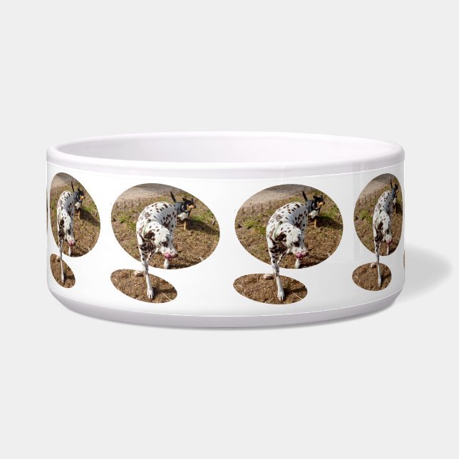 Bruin gevlekte Dalmatiër, Voerbakje (Voorkant)