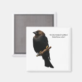 Bruin-Headed Cowbird Magneet (Voorkant / Achterkant)