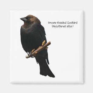 Bruin-Headed Cowbird Magneet