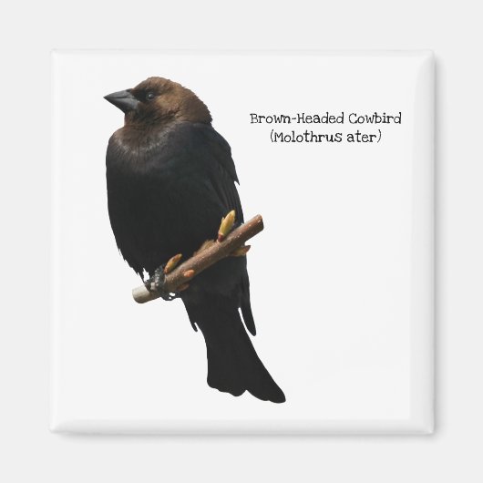 Bruin-Headed Cowbird Magneet (Voorkant)