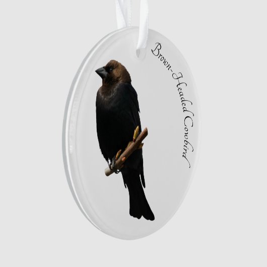 Bruin-Headed Cowbird Ornament (voorkant)