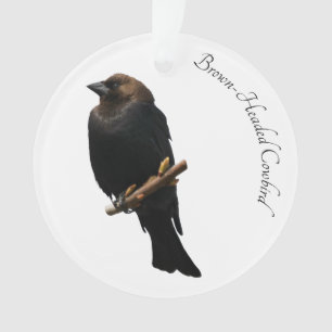 Bruin-Headed Cowbird Ornament