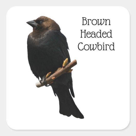 Bruin-Headed Cowbird Vierkante Sticker (Voorkant)