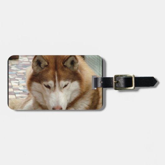 Bruin Husky Bagagelabel (Voorkant horizontaal)
