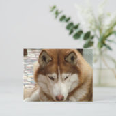 Bruin Husky Briefkaart (Staand voorkant)
