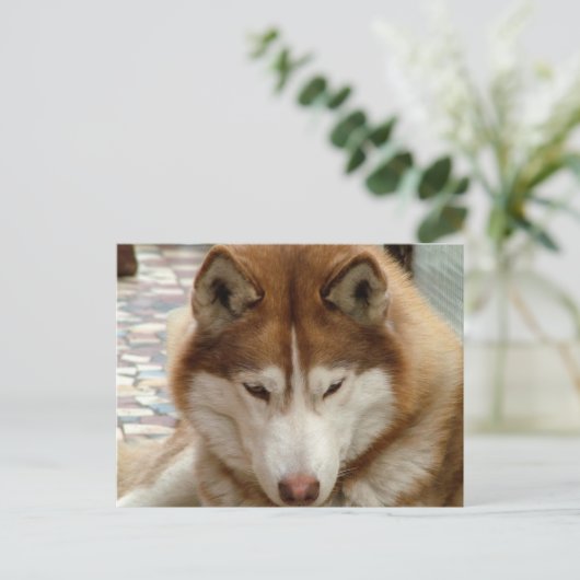 Bruin Husky Briefkaart (Staand voorkant)