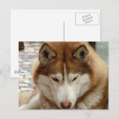 Bruin Husky Briefkaart (Voorkant / Achterkant)