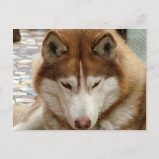 Bruin Husky Briefkaart (Voorkant)