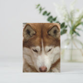 Bruin Husky Briefkaart (Staand voorkant)