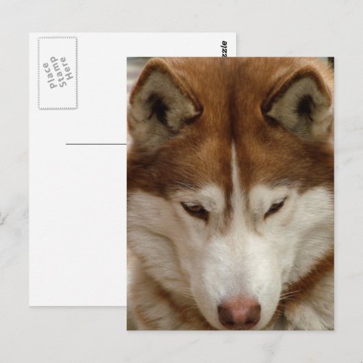Bruin Husky Briefkaart (Voorkant / Achterkant)