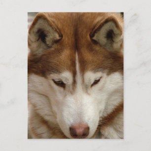 Bruin Husky Briefkaart