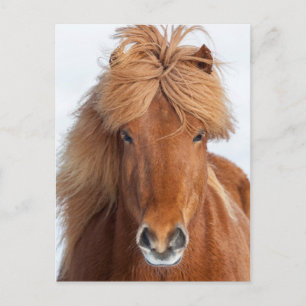 Bruin IJslands Paard Portret Briefkaart