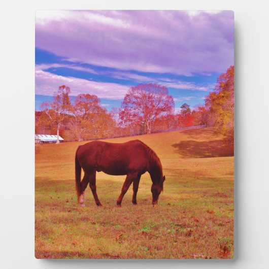 > Bruin in een droomkleurig veld Fotoplaat (Voorkant)