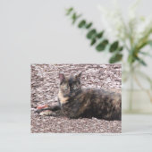 Bruin kat Foto Briefkaart (Staand voorkant)