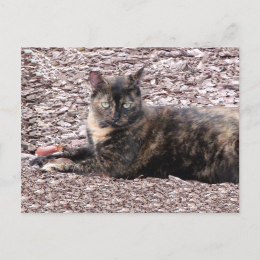 Bruin kat Foto Briefkaart (Voorkant)