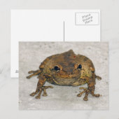 Bruin kikkikker Briefkaart (Voorkant / Achterkant)
