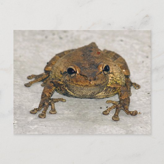 Bruin kikkikker Briefkaart (Voorkant)