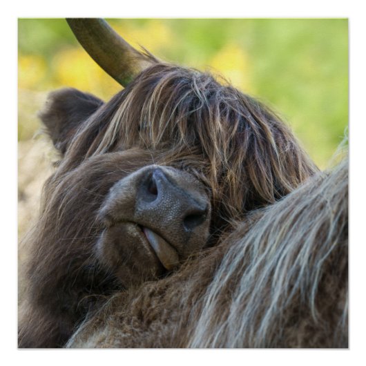 Bruin Koe Poster (Voorkant)